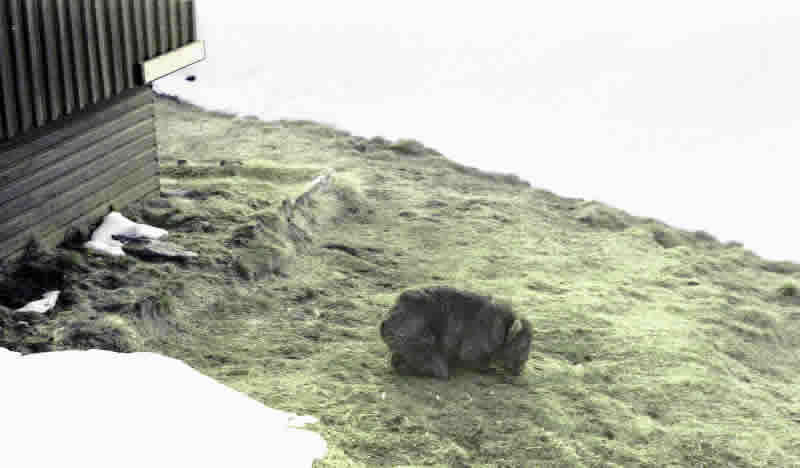AAC 3-28 med res  Grazing wombat at Illawong