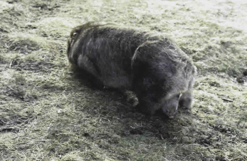 AAC 3-29 Med res  Baby Wombat at Illawong