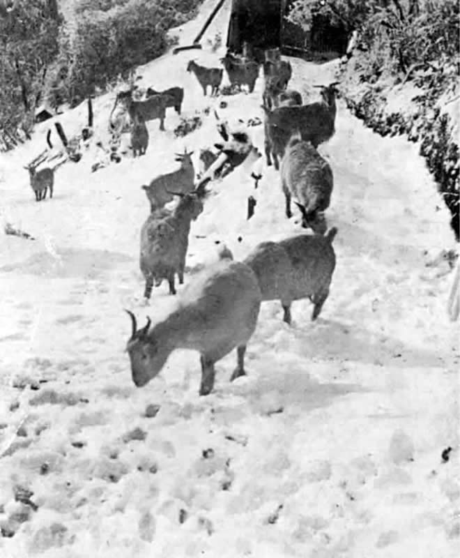 AAC 4-4 Goats 2 Hospice pre 1934 Scan0015